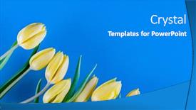 Presentation with photo tulips - PPT theme enhanced with pink-tulips-flowers background and a gray colored foreground
