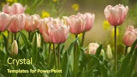  Presentation with light pink - Presentation theme enhanced with pink tulips in a garden under soft light background and a tawny brown colored foreground