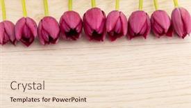  Presentation with romance pink - Beautiful PPT theme featuring pink-tulips-in-a-row backdrop and a lemonade colored foreground