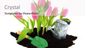  Presentation with garden tools - Presentation with pink tulips in the garden with working tools background and a sky blue colored foreground