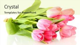  Presentation with pink white - Colorful slide set enhanced with pink tulips isolated on white backdrop and a blonde colored foreground