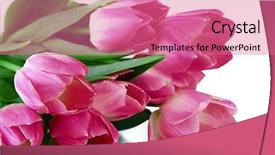  Presentation with pink and white roses country - Colorful slide deck enhanced with pink tulips isolated on white backdrop and a coral colored foreground