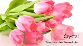  Presentation with pink white - Slides consisting of pink tulips isolated on white background and a coral colored foreground