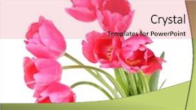  Presentation with pink white - Beautiful presentation design featuring pink tulips isolated on white backdrop and a coral colored foreground