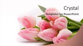  Presentation with pink white - Audience pleasing PPT theme consisting of pink tulips on a white backdrop and a  colored foreground
