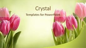  Presentation with pink green - Presentation design consisting of pink tulips on green background background and a  colored foreground