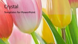  Presentation with pink green - Audience pleasing PPT layouts consisting of pink tulips on green background backdrop and a coral colored foreground