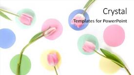  Presentation with colored dots - Presentation theme with pink tulips on pasted colored dots on white background and a white colored foreground