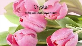  Presentation with pink white - Beautiful slide deck featuring pink tulips on white background backdrop and a  colored foreground