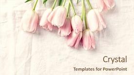  Presentation with pastel pink - Beautiful slide deck featuring pink tulips on white linen backdrop and a cream colored foreground