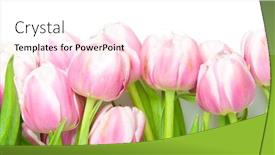  Presentation with pink white - Slides with pink-tulips-on-white background and a white colored foreground