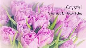  Presentation with pastel pink - Slides enhanced with pink-tulips-pastel-style background and a lemonade colored foreground