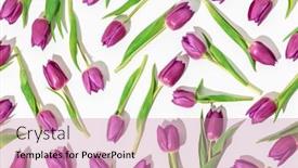  Presentation with pink white - Slide deck consisting of pink-tulips-pattern-on-white background and a coral colored foreground
