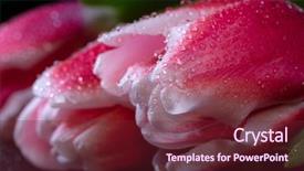  Presentation with tulip drops - Amazing PPT theme having pink tulips with dew drops backdrop and a tawny brown colored foreground