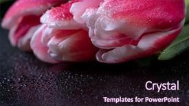  Presentation with hacker in pink and black - Beautiful slide deck featuring pink tulips with dew drops backdrop and a wine colored foreground