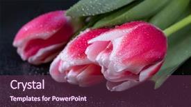  Presentation with pink-black - PPT theme with pink tulips with dew drops background and a violet colored foreground