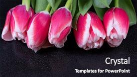  Presentation with hacker in pink and black - Colorful slide set enhanced with pink tulips with dew drops backdrop and a wine colored foreground