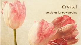  Presentation with flower vintage - PPT theme enhanced with pink tulips with old vintage background and a lemonade colored foreground