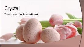  Presentation with water droplets - Colorful presentation theme enhanced with pink tulips with water droplets and eggs on white backdrop and a pink colored foreground