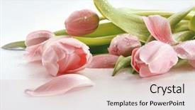  Presentation with water droplets - Cool new slide set with pink tulips with water droplets backdrop and a lemonade colored foreground