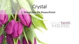  Presentation with water droplets - Beautiful presentation featuring pink tulips with water droplets on white background with sample text backdrop and a white colored foreground