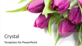  Presentation with water droplets - Presentation with pink tulips with water droplets on white background selective focus background and a white colored foreground