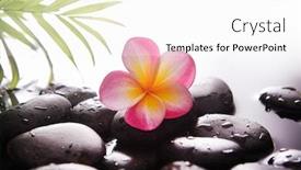  Presentation with pink green - Audience pleasing slides consisting of pink-two-frangipani-close-up backdrop and a white colored foreground