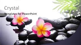  Presentation with pink green - Cool new theme with pink-two-frangipani-close-up backdrop and a white colored foreground
