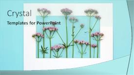  Presentation with pink perfume - Slide deck consisting of pink-valerian-herb-flower-plant background and a cool aqua colored foreground