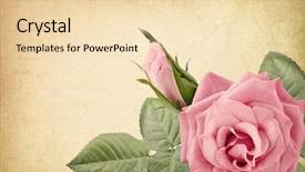  Presentation with vintage letter - Theme enhanced with pink vintage rose and old background and a lemonade colored foreground