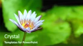  Presentation with lily pad - Cool new presentation design with pink water lily at full backdrop and a forest green colored foreground