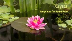  Presentation with lily lotus flower water - Colorful PPT theme enhanced with pink-water-lily-flower-opens backdrop and a tawny brown colored foreground
