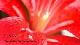  Presentation with water lily - Colorful presentation theme enhanced with pink water lily backdrop and a red colored foreground