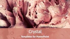  Presentation with celebrations - Cool new presentation design with pink wet carnation flower close backdrop and a coral colored foreground