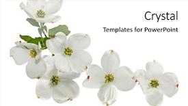  Presentation with dogwood - Beautiful presentation theme featuring pink white dogwood blossom spring backdrop and a white colored foreground
