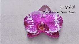  Presentation with blooming lotus flower of pink - Audience pleasing PPT layouts consisting of pink white orchid flower isolated backdrop and a  colored foreground