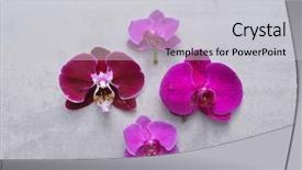  Presentation with orchid - Audience pleasing slide deck consisting of pink white orchid flower isolated backdrop and a light gray colored foreground