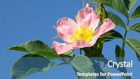  Presentation with wild dog - Presentation featuring pink wild dog rose flower background and a teal colored foreground
