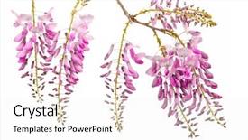  Presentation with purple orchids pink flowers orchid - Slide deck consisting of pink wisteria flowers bench isolated background and a sky blue colored foreground