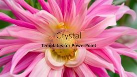  Presentation with dahlia - 