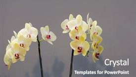  Presentation with orchid - Amazing slide set having pink yellow orchid flower isolated backdrop and a gray colored foreground