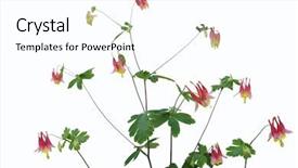  Presentation with wild flower - Beautiful slides featuring pink yellow wild columbine aquilegia backdrop and a white colored foreground