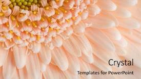  Presentation with apricot - Presentation design consisting of pinkish - close-up of apricot color's gerbera background and a lemonade colored foreground