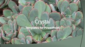  Presentation with red grey - Presentation theme with pinkish - closeup of aeonium haworthii plant background and a gray colored foreground