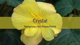  Presentation with flower - Presentation theme with pinkish - closeup of begonia flower background and a yellow colored foreground