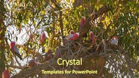  Presentation with pink rose - Presentation design featuring pinkish - colorful and noisy flocks background and a tawny brown colored foreground