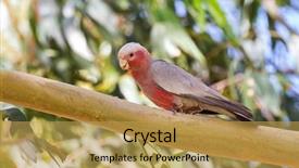 Presentation with tree rings - Slides with pinkish - galah pink gray bird background and a yellow colored foreground