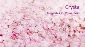  Presentation with cherry blossom - Slide deck featuring pinkish - ground covered with cherry blossom background and a lemonade colored foreground