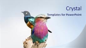  Presentation with serengeti africa - Beautiful slide deck featuring pinkish - lilac breasted roller bird perching backdrop and a sky blue colored foreground