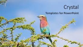  Presentation with serengeti africa - PPT layouts with pinkish - lilac breasted roller bird perching background and a light blue colored foreground